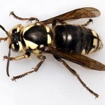 Bald-Face Hornet Removal & Control