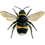 Bumblebees Removal in Madison & Janesville