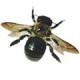 Carpenter Bee Removal, Carpenter Bee Nest Removal & Control