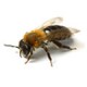 Honey Bees Control