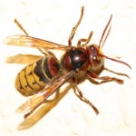 European Hornets Removal, Hornet Nest Removal