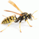 wasp