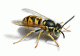 Yellowjackets Hive Removal, Yellowjackets Control in Madison & Janesville