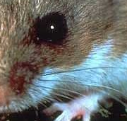 CRITTER CONTROL / WILDLIFE REMOVAL SERVICES