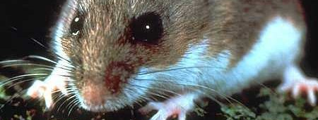 CRITTER CONTROL / WILDLIFE REMOVAL SERVICES