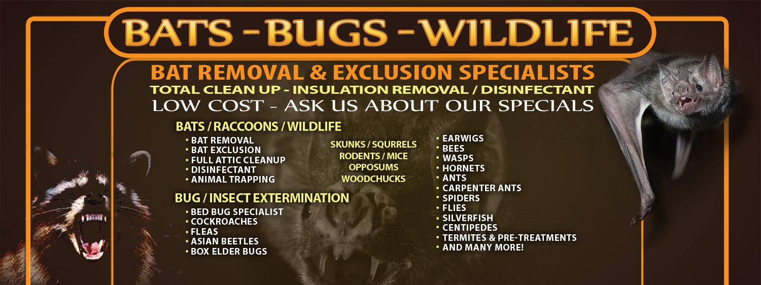 Bohmz Pest Control | Raccoon Control / Bat Removal in Wisconsin / Wildlife Trapping / Bed Bugs