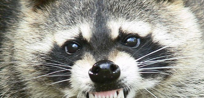 Raccoon Trapping / Raccoon Removal