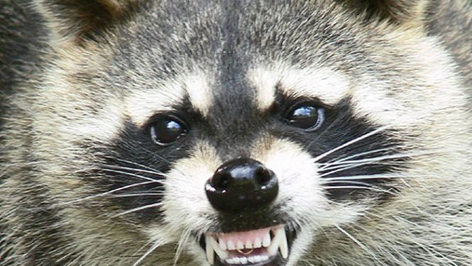 Raccoon Trapping / Raccoon Removal