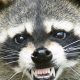 Raccoon Trapping / Raccoon Removal