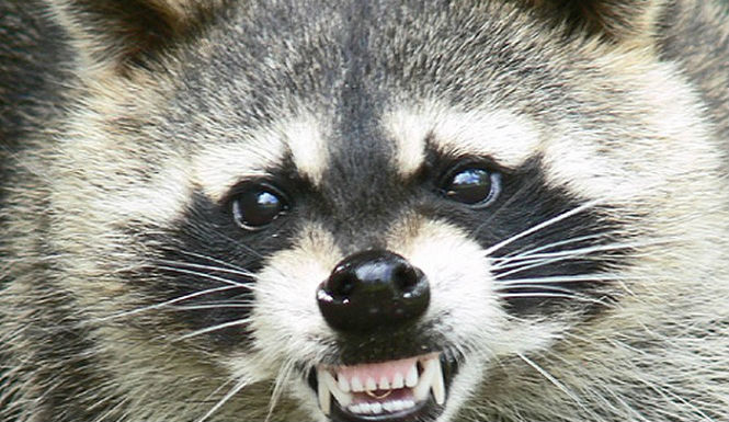 Expert Raccoon Trapping & Raccoon Removal Services