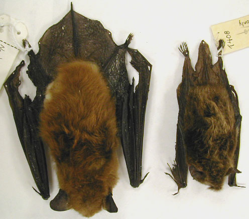 Pest Animal Removal Madison Wildlife Control Critter Trapping Wisconsin