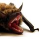 Bat Removal / Bat Control / Bat Exclusions