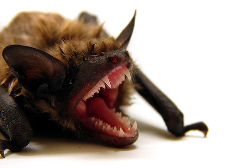 Bat With Rabies