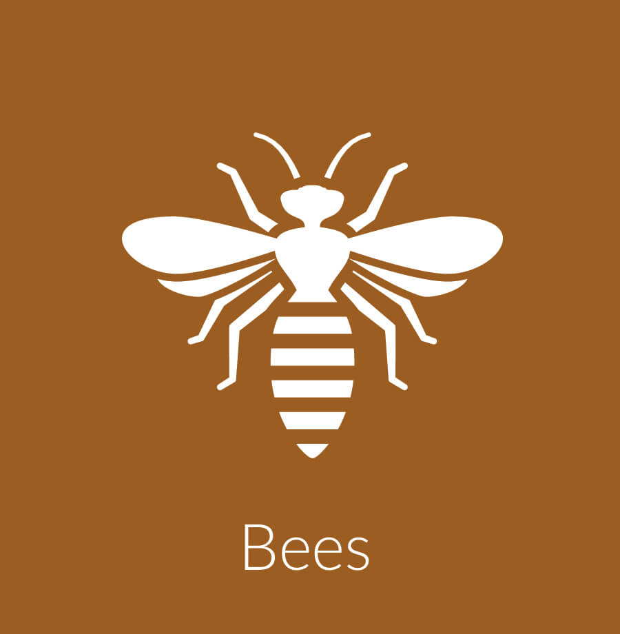 Bee Control including Wasps, Hornets & Yellow Jackets / Nest Removal