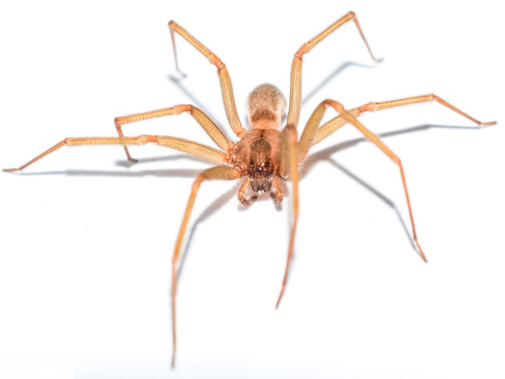 Brown Recluse Spiders 101  Center For Wilderness Safety