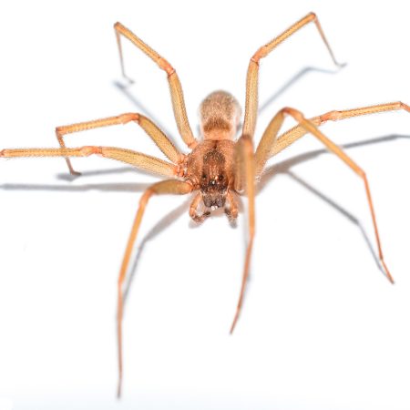 recluse spiders pests