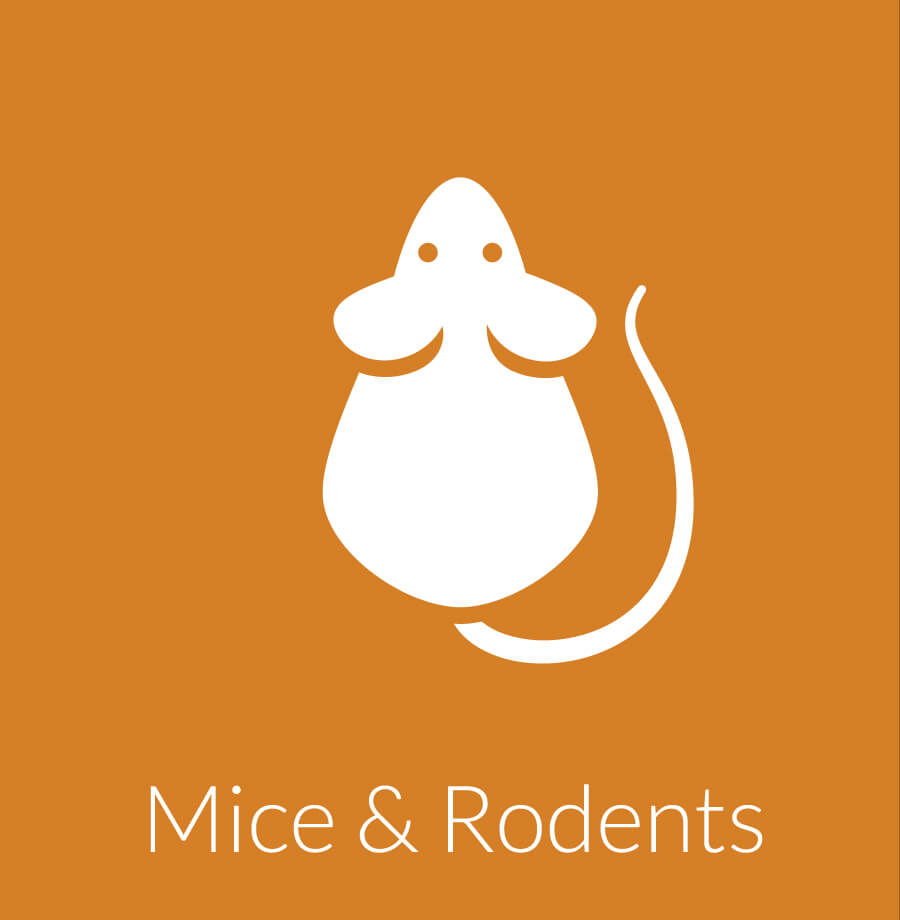 Mice Removal & Control Services